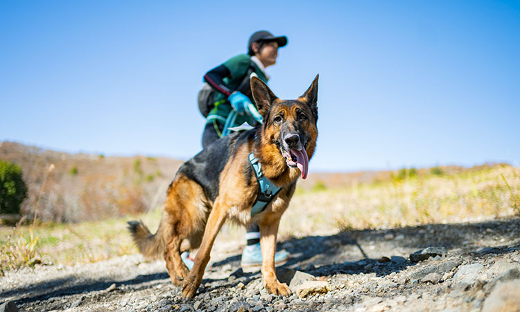 ドッグスポーツ