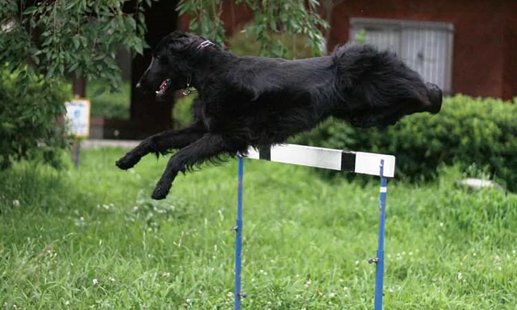 一頭いっとうに合わせた完全オーダーメイドトレーニング