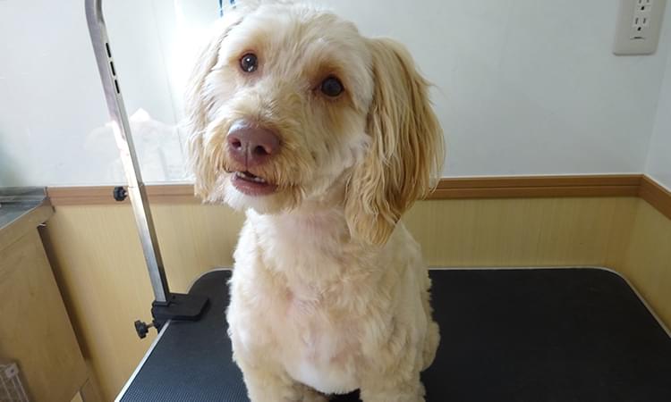 トレーニング以外も任せられる幅広いサービス