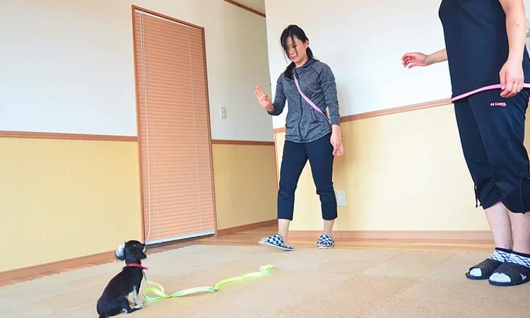 飼い主さまと二人三脚で進めるマンツーマン指導