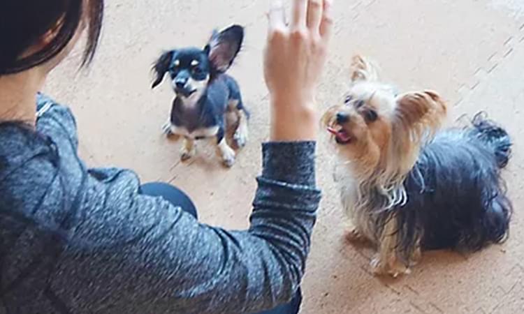 パピートレーニング