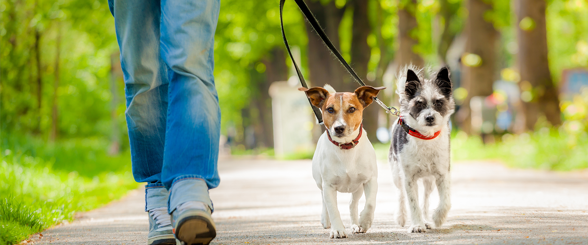 ドッグスクールはぎわら